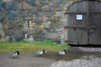 Barnacle geese, Suomenlinna Sea Fortress, Helsinki, Finland