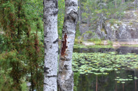 Finland