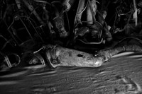 Auschwitz I concentration camp, Poland