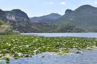 Shkodra Lake, Montenegro
