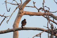 Crested serpent eagle, Jim Corbett National Park, Nainital, Uttarakhand, India