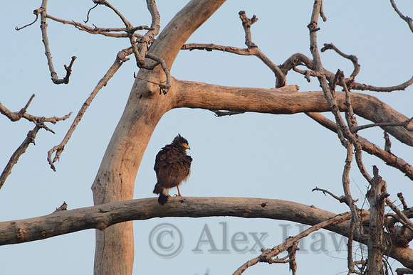 Crested serpent eagle, Jim Corbett National Park, Nainital, Uttarakhand, India