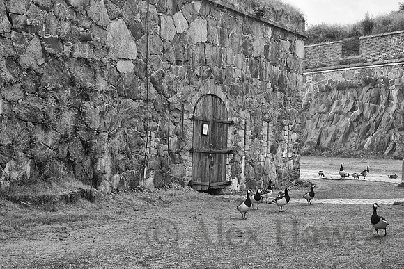 Barnacle geese, Suomenlinna Sea Fortress, Helsinki, Finland