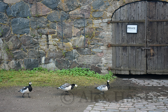 Barnacle geese, Suomenlinna Sea Fortress, Helsinki, Finland