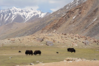 Yaks, Ladakh, India