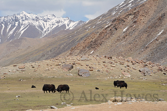 Yaks, Ladakh, India