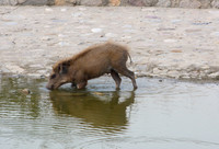 Wild boar, Jim Corbett National Park, Nainital, Uttarakhand, India