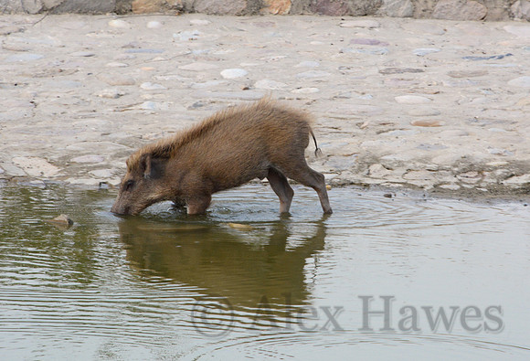 Wild boar, Jim Corbett National Park, Nainital, Uttarakhand, India