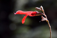 Salvia, Sierra Chincua Butterfly Sanctuary, Michoacan, Mexico