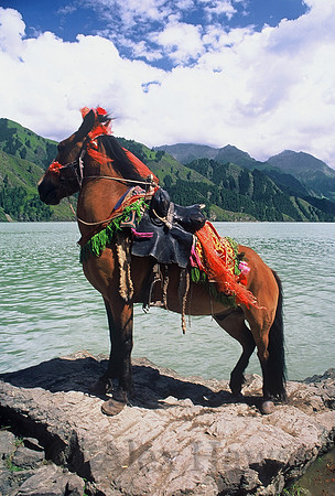 Kazakh horse, Tianchi (Heavenly Lake), Xinjiang Province, China