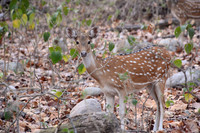 Spotted deer (chital), Jim Corbett National Park, Nainital, Uttarakhand, India