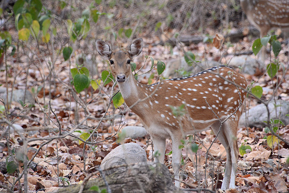Spotted deer (chital), Jim Corbett National Park, Nainital, Uttarakhand, India