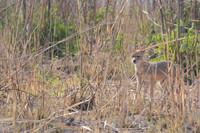 Young Himalayan jackal, Jim Corbett National Park, Nainital, Uttarakhand, India