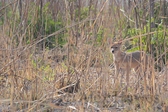 Young Himalayan jackal, Jim Corbett National Park, Nainital, Uttarakhand, India