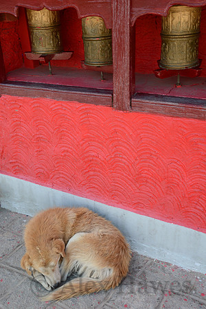 Thiksey Monastery, Ladakh, India