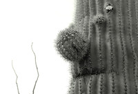 Saguaro cactus, Sonoran Desert, Arizona