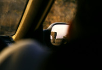 Elephant in rear view mirror, Kruger National Park, South Africa