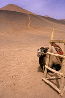 Camel, Taklamakan Desert, Xinjiang Province, China