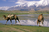 Camels, Karakol Lake, Xinjiang Province, China