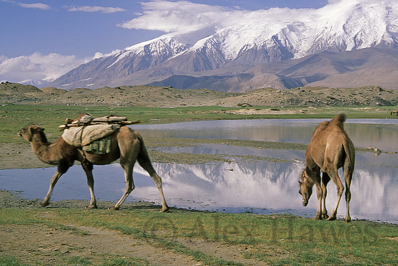 Camels, Karakol Lake, Xinjiang Province, China