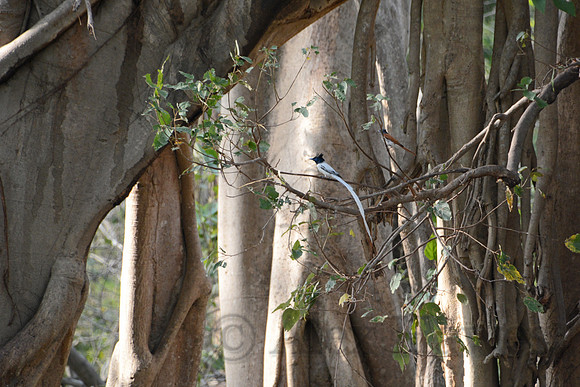 Asian paradise flycatcher, Jim Corbett National Park, Nainital, Uttarakhand, India