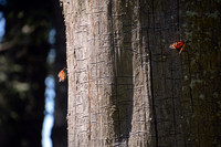 Monarch butterflies, Sierra Chincua Butterfly Sanctuary, Michoacan, Mexico
