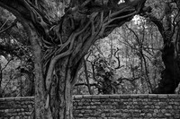 Banyan tree, Humayun's Tomb, Delhi, India