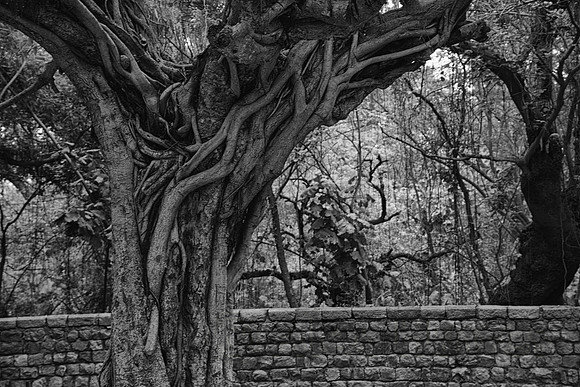 Banyan tree, Humayun's Tomb, Delhi, India
