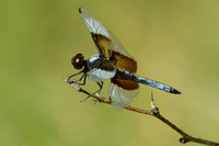 Dragonfly, John Slaughter Ranch, near Douglas, Arizona