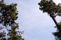 Monarch butterflies, Sierra Chincua Butterfly Sanctuary, Michoacan, Mexico