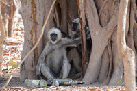 Jim Corbett NP