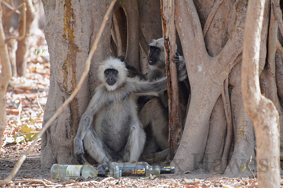Gray langur, Jim Corbett National Park, Nainital, Uttarakhand, India