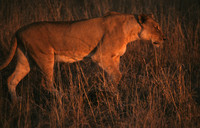 Female lion at dusk, Kruger National Park, South Africa