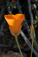 Mexican gold poppy, Catalina State Park, Oro Valley, Arizona