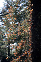 Monarch butterflies, Sierra Chincua Butterfly Sanctuary, Michoacan, Mexico