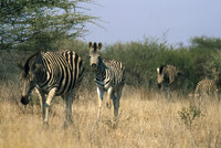 Burchell's zebras, Kruger National Park, South Africa