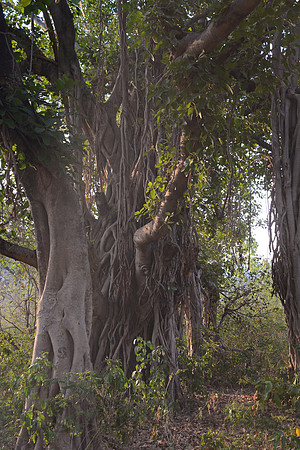 Banyan tree, Jim Corbett National Park, Nainital, Uttarakhand, India