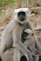Gray langur with young, Jim Corbett National Park, Nainital, Uttarakhand, India