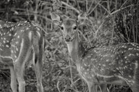 Spotted deer (chital), Jim Corbett National Park, Nainital, Uttarakhand, India