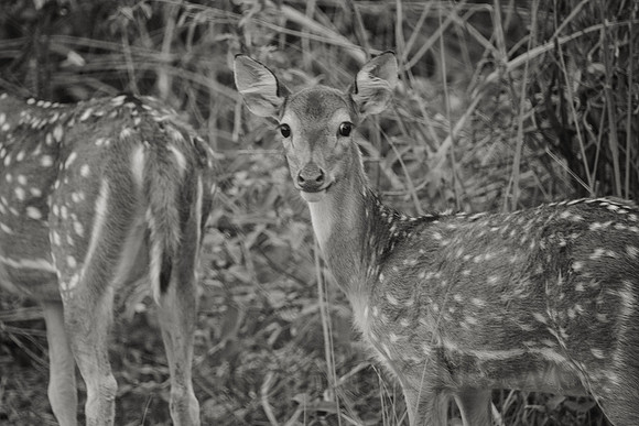 Spotted deer (chital), Jim Corbett National Park, Nainital, Uttarakhand, India