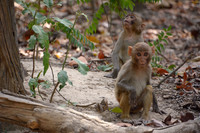 Young rhesus macaque, Jim Corbett National Park, Nainital, Uttarakhand, India