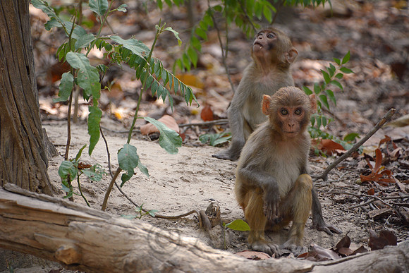 Young rhesus macaque, Jim Corbett National Park, Nainital, Uttarakhand, India