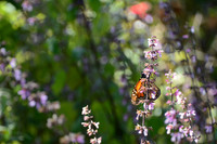 Monarch butterfly, Sierra Chincua Butterfly Sanctuary, Michoacan, Mexico