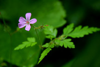 Flower, Vintgar Gorge, Slovenia