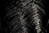 Fern, Vintgar Gorge, Slovenia