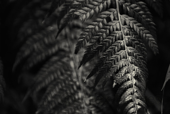 Fern, Vintgar Gorge, Slovenia