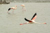 Pink flamingos,  Parc Ornithologique du Pont de Gau, Camargue, France