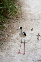 Black-winged stilt, Parc Ornithologique du Pont de Gau, Camargue, France