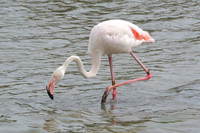 Pink flamingos,  Parc Ornithologique du Pont de Gau, Camargue, France