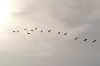 Pink flamingos,  Parc Ornithologique du Pont de Gau, Camargue, France